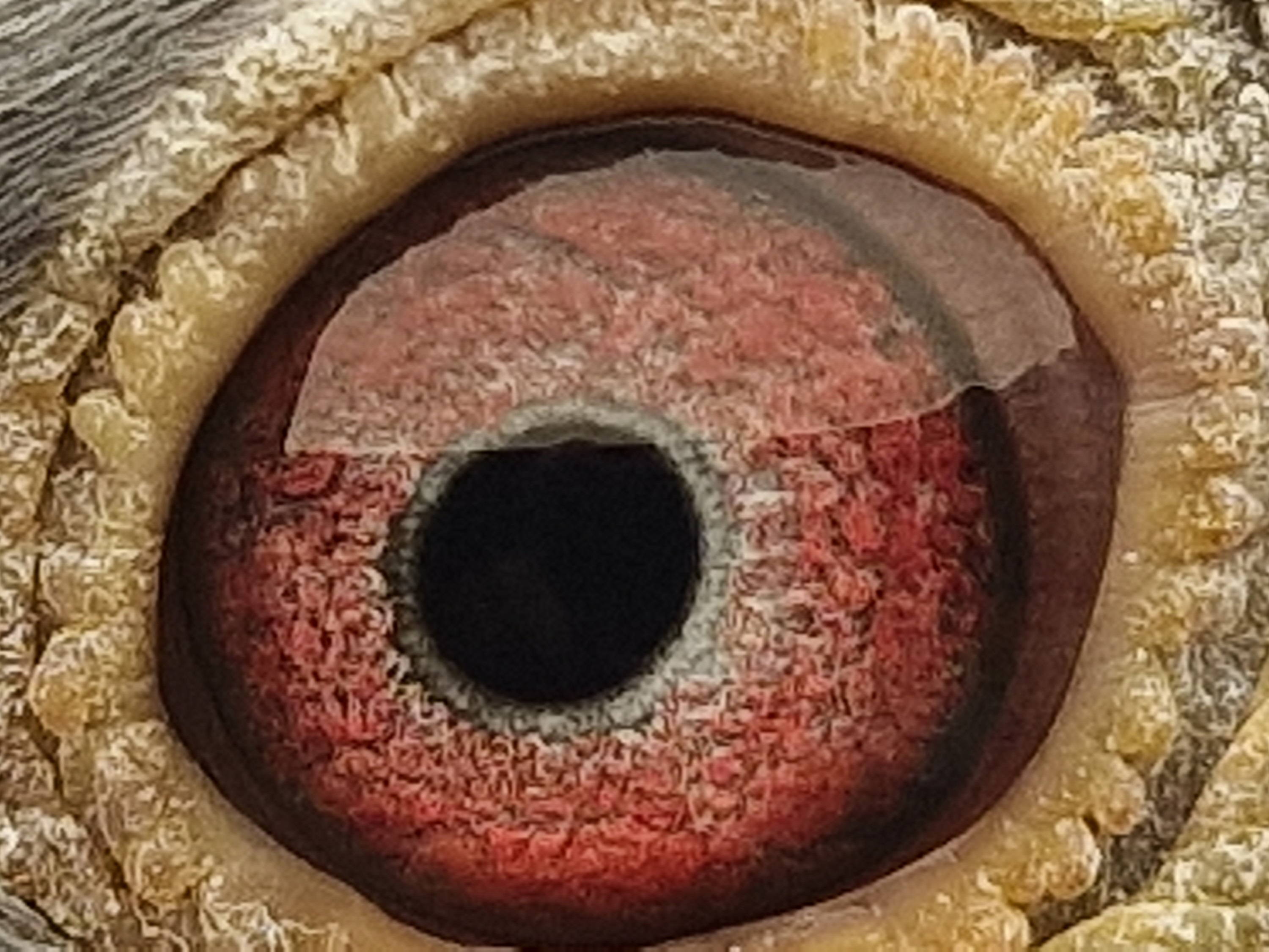 Pigeon eye